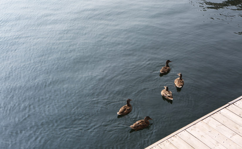 Deconstructing the Myth of ‘Ducks in a Row’